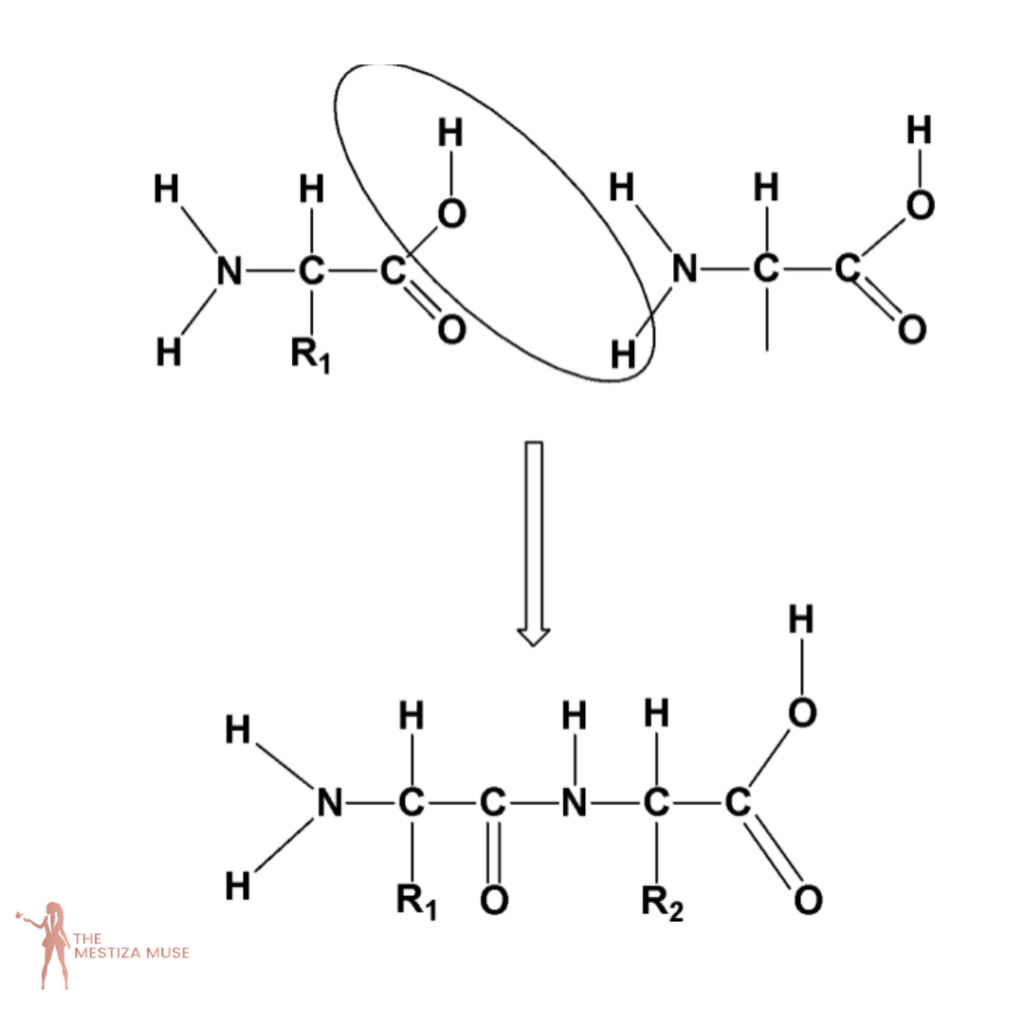 The illustration is two amino acid molecules reacting to form a dipeptide  to combine other amino acids forming a large protein structure. The Fundamentals of Polymers in Hair Products.