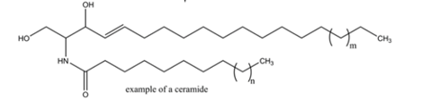 Image of ceramide structure.